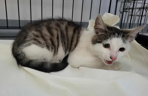 Znaleziono kota, Toruń, 16 sierpnia 2025