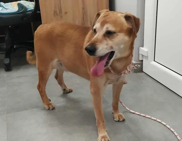 Znaleziono psa, Toruń, 15 sierpnia 2025