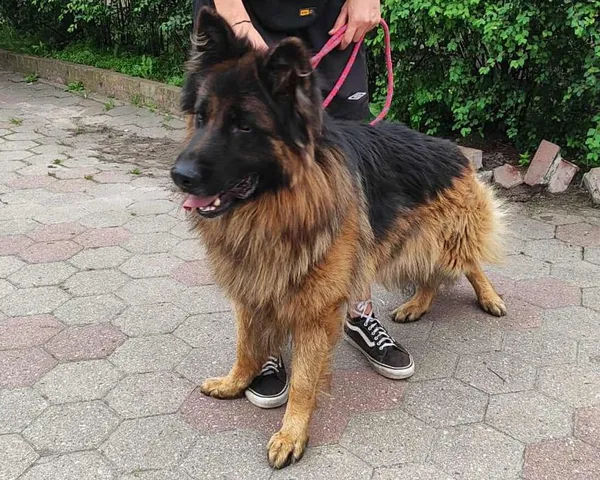 Znaleziono psa, Toruń, 13 sierpnia 2025