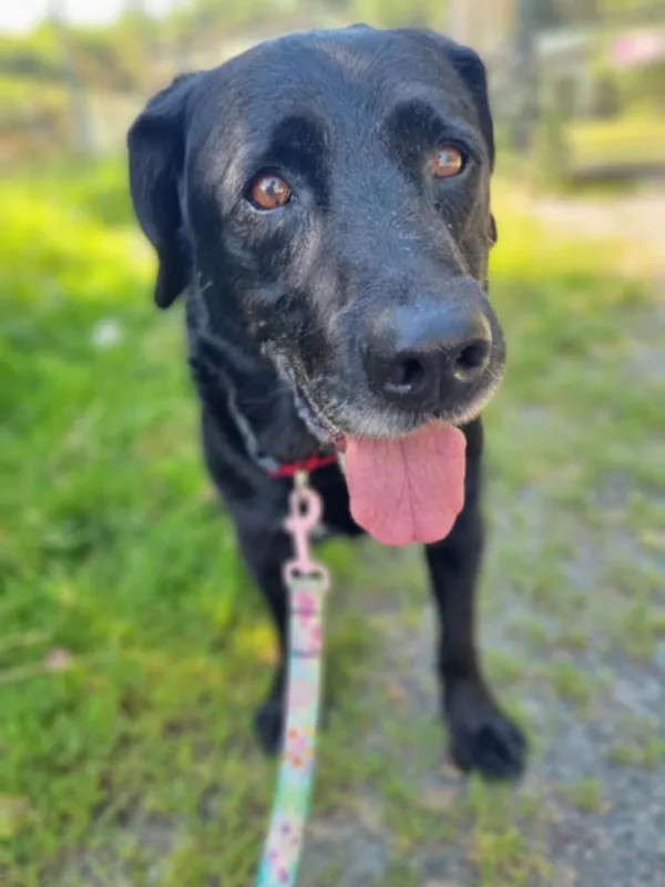 Znaleziono psa, Żywiec, 17 sierpnia 2025 (1/5)