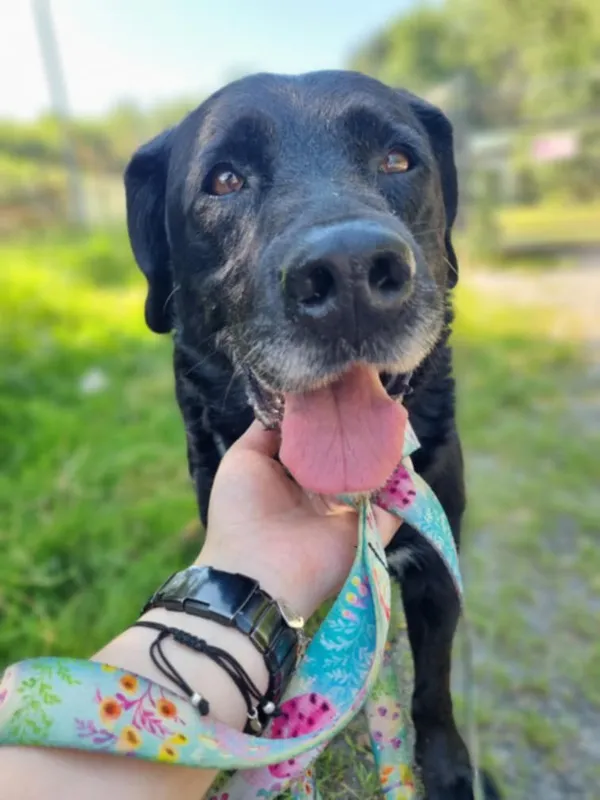 Znaleziono psa, Żywiec, 17 sierpnia 2025 (2/5)