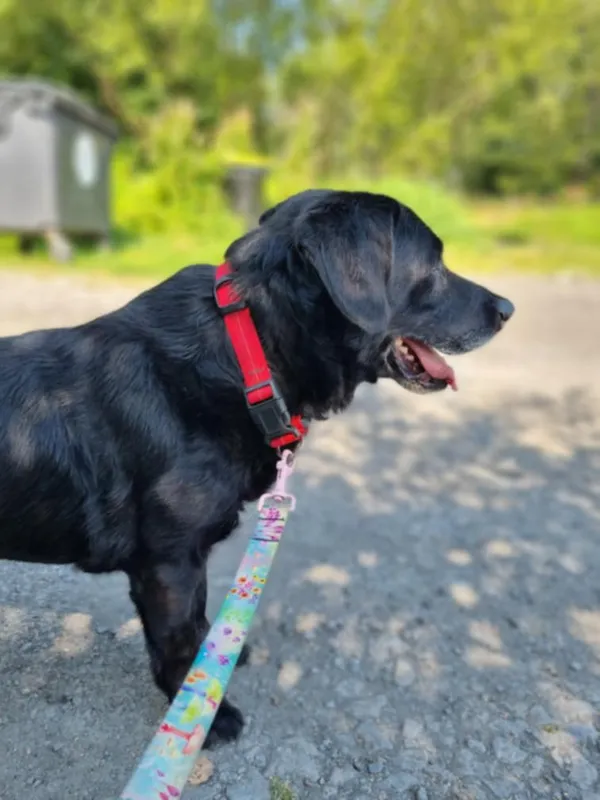 Znaleziono psa, Żywiec, 17 sierpnia 2025 (3/5)