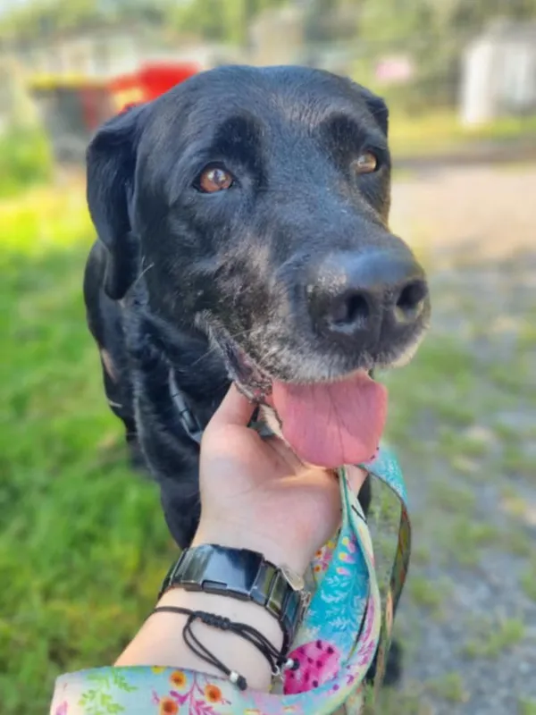 Znaleziono psa, Żywiec, 17 sierpnia 2025 (4/5)