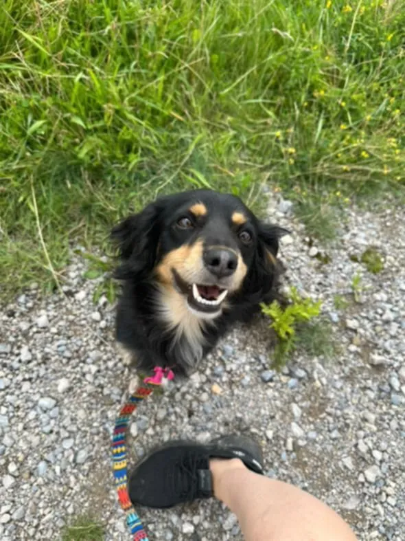 Znaleziono psa, Żywiec, 17 sierpnia 2025 (2/5)