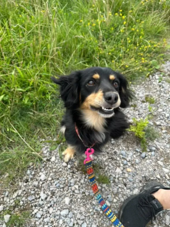 Znaleziono psa, Żywiec, 17 sierpnia 2025 (3/5)