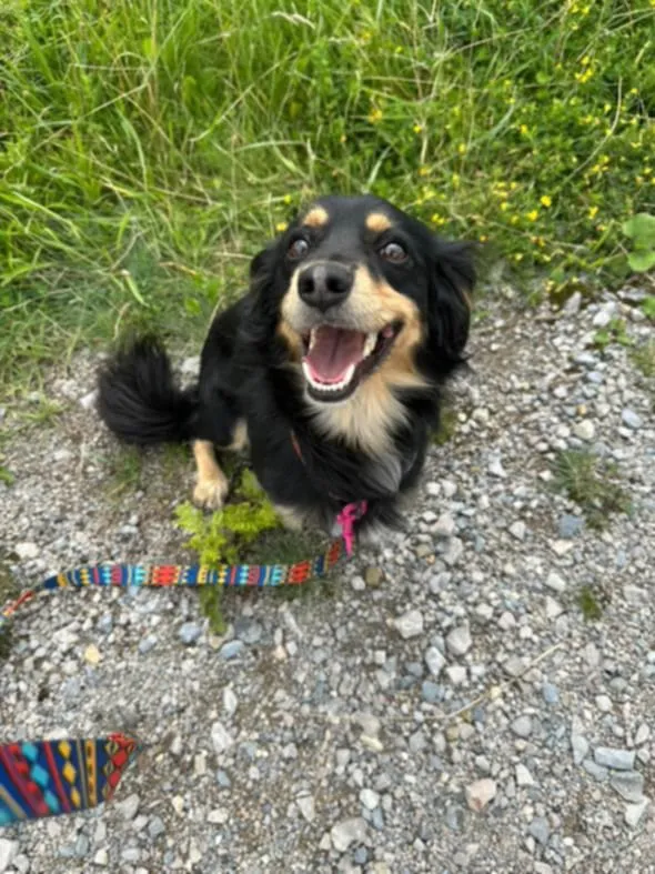 Znaleziono psa, Żywiec, 17 sierpnia 2025 (4/5)