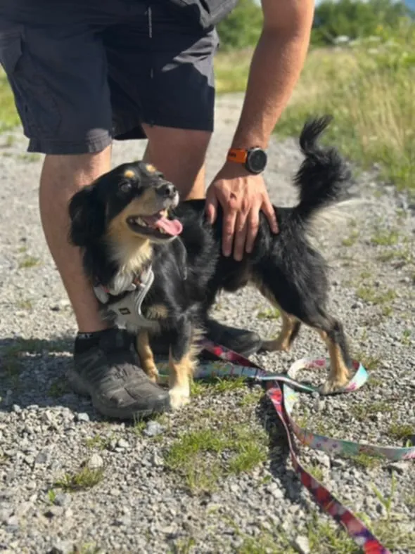 Znaleziono psa, Żywiec, 17 sierpnia 2025 (5/5)