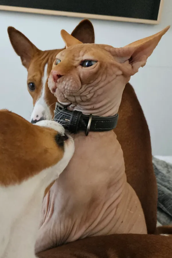 Znaleziono kota, Janów, 18 sierpnia 2025