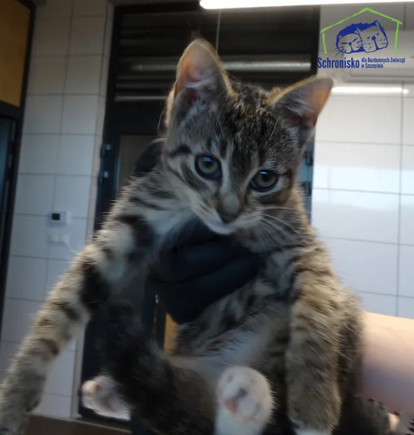Kot do adopcji, Szczecin, 17 sierpnia 2025