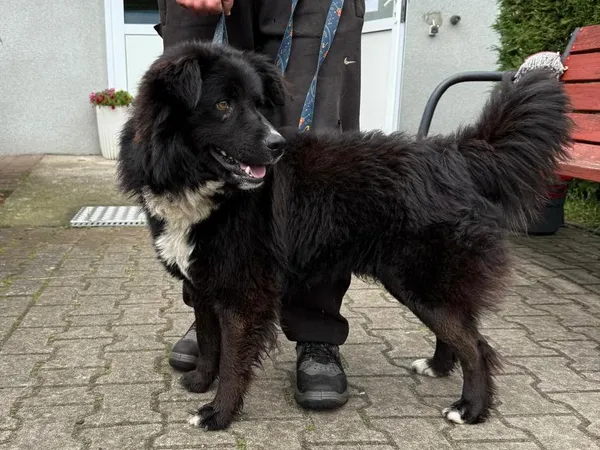 Pies do adopcji, Sosnowice, 6 czerwca 2025