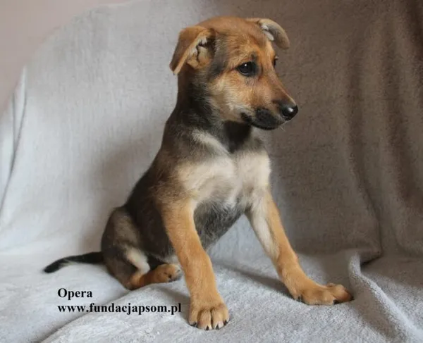 Pies do adopcji, Nowy Dwór Mazowiecki, 18 sierpnia 2025 (2/5)