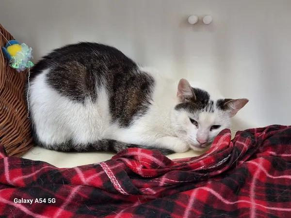 Kot do adopcji, Orzechowce, 17 sierpnia 2025 (1/2)