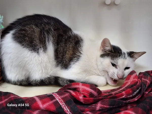 Kot do adopcji, Orzechowce, 17 sierpnia 2025 (2/2)