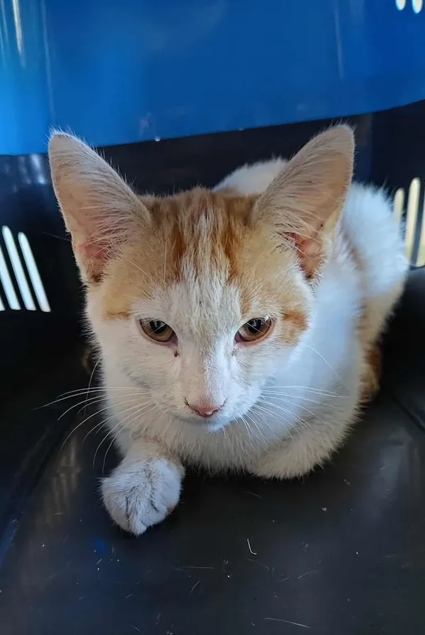 Znaleziono kota, Lublin, 13 sierpnia 2025