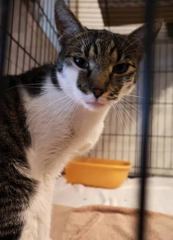 Znaleziono kota, Łódź, 18 sierpnia 2025 (2/4)