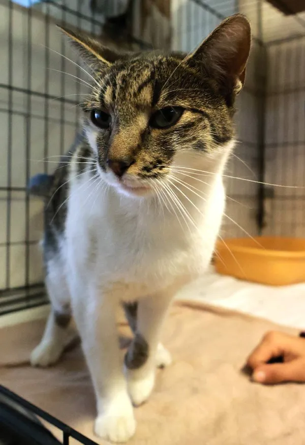 Znaleziono kota, Łódź, 18 sierpnia 2025 (4/4)