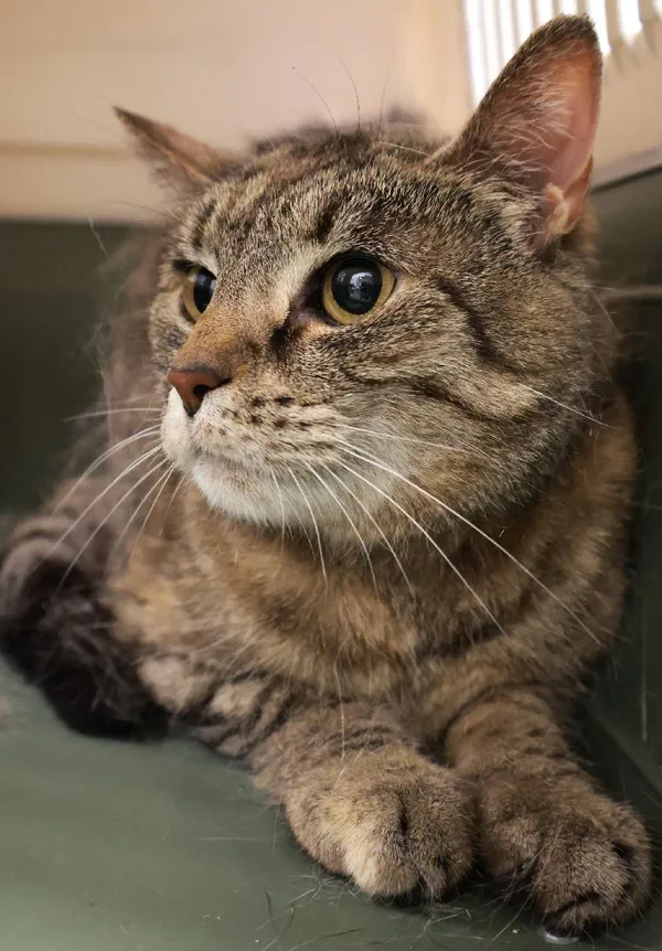 Znaleziono kota, Łódź, 18 sierpnia 2025 (3/3)