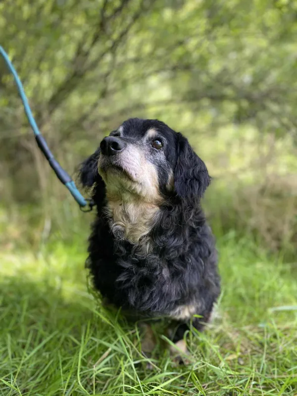 Znaleziono psa, Żywiec, 17 sierpnia 2025 (2/5)