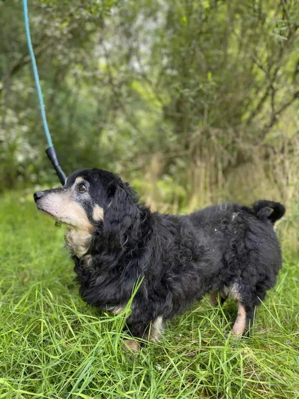 Znaleziono psa, Żywiec, 17 sierpnia 2025 (5/5)