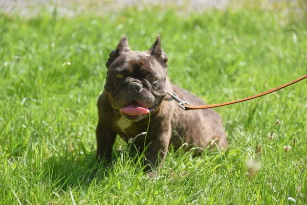 Pies do adopcji, Ropczyce, 18 sierpnia 2025