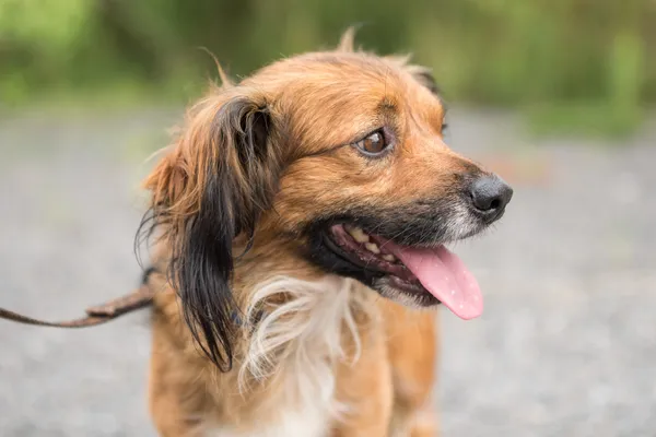 Pies do adopcji, Nowodwór, 18 sierpnia 2025 (1/5)