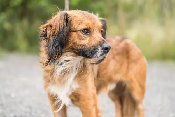 Pies do adopcji, Nowodwór, 18 sierpnia 2025 (2/5)