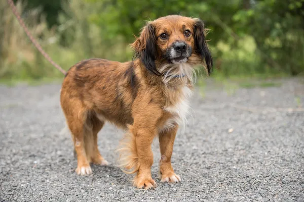 Pies do adopcji, Nowodwór, 18 sierpnia 2025 (3/5)