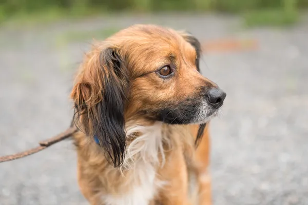 Pies do adopcji, Nowodwór, 18 sierpnia 2025 (4/5)