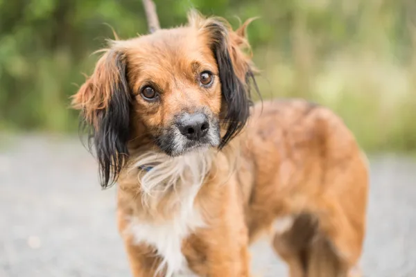 Pies do adopcji, Nowodwór, 18 sierpnia 2025 (5/5)