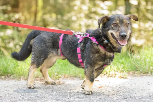 Pies do adopcji, Nowodwór, 18 sierpnia 2025 (2/5)