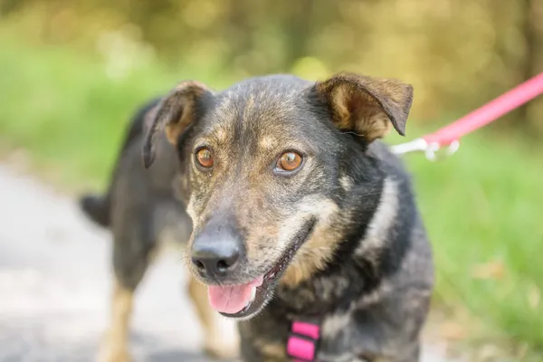 Pies do adopcji, Nowodwór, 18 sierpnia 2025 (3/5)