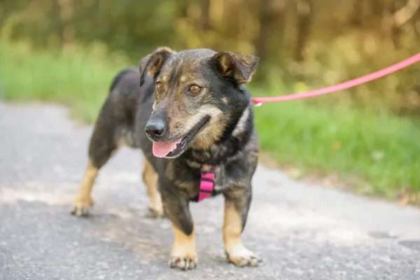 Pies do adopcji, Nowodwór, 18 sierpnia 2025 (5/5)