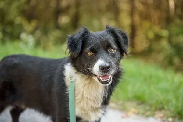 Pies do adopcji, Nowodwór, 18 sierpnia 2025 (4/5)