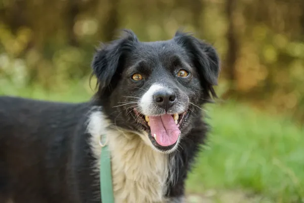 Pies do adopcji, Nowodwór, 18 sierpnia 2025 (5/5)