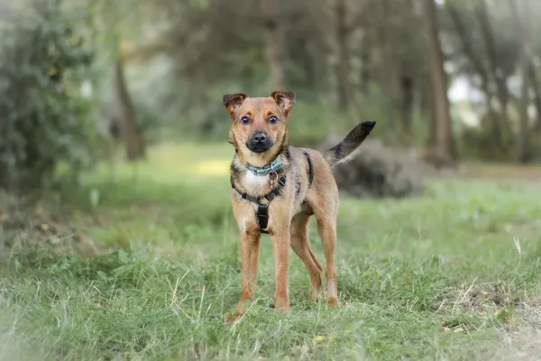 Pies do adopcji, Nowodwór, 18 sierpnia 2025 (1/5)