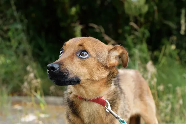 Pies do adopcji, Nowodwór, 18 sierpnia 2025 (2/5)