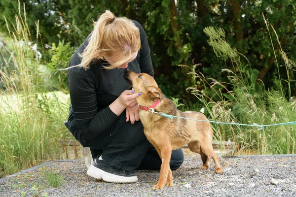 Pies do adopcji, Nowodwór, 18 sierpnia 2025 (3/5)