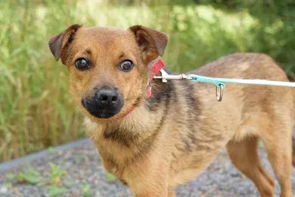 Pies do adopcji, Nowodwór, 18 sierpnia 2025 (4/5)