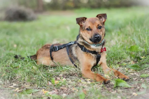 Pies do adopcji, Nowodwór, 18 sierpnia 2025 (5/5)