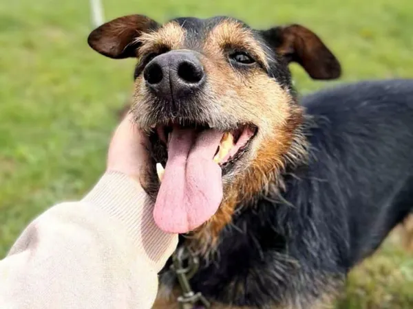 Pies do adopcji, Tatary, 15 listopada 2022 (2/3)