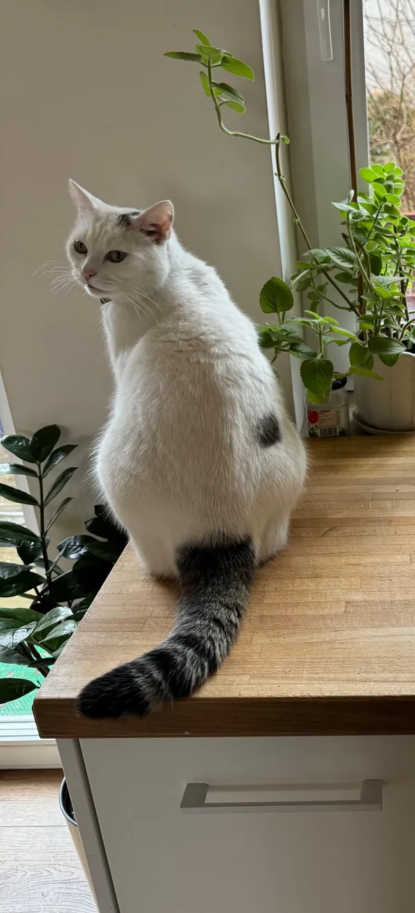 Zaginął kot, Łódź, 18 sierpnia 2025