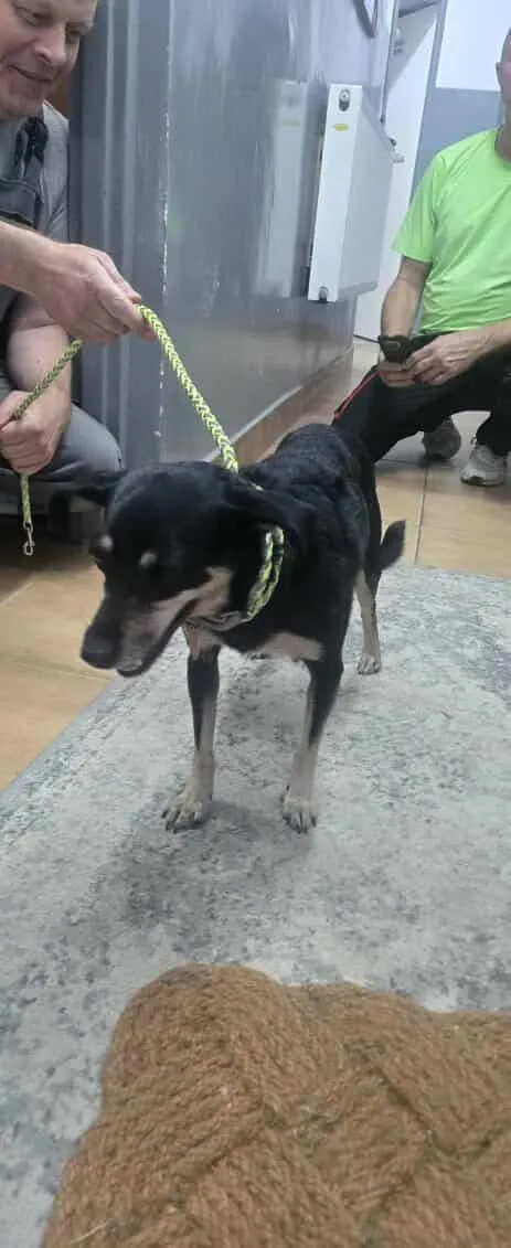 Znaleziono psa, Sosnowiec, 17 sierpnia 2025