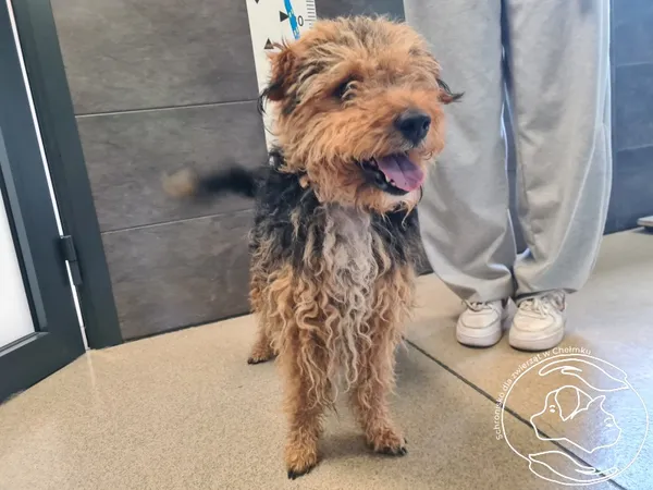 Znaleziono psa, Chełmek, 16 sierpnia 2025