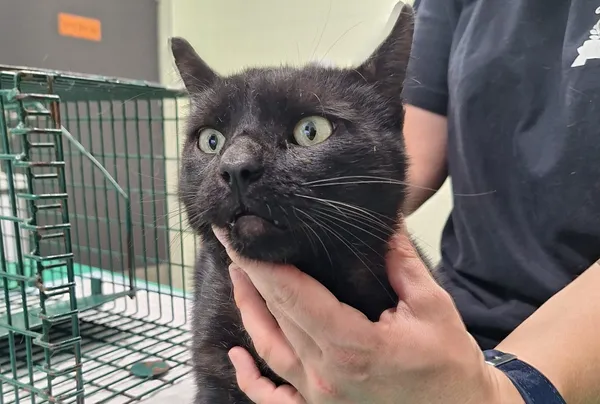 Znaleziono kota, Bydgoszcz, 14 sierpnia 2025