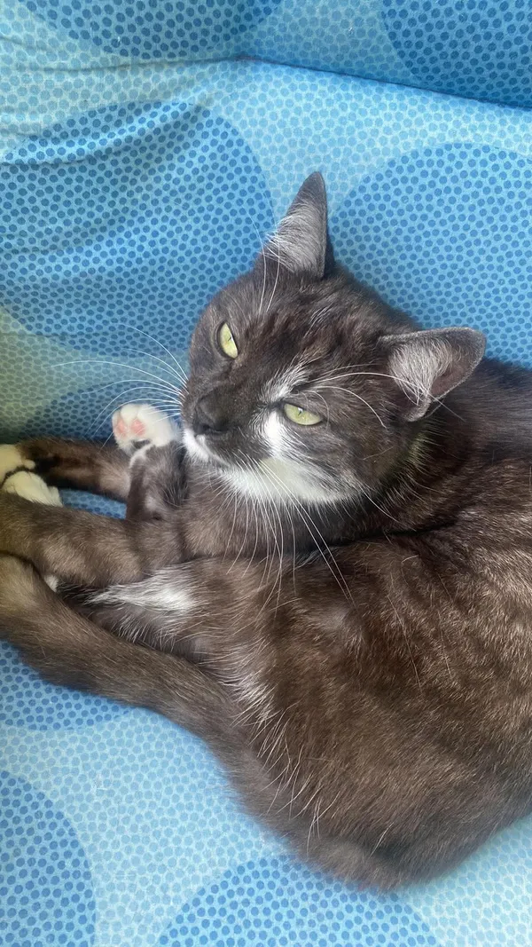 Zaginął kot, Jaworzno, Pechnik, 19 sierpnia 2025 (5/5)