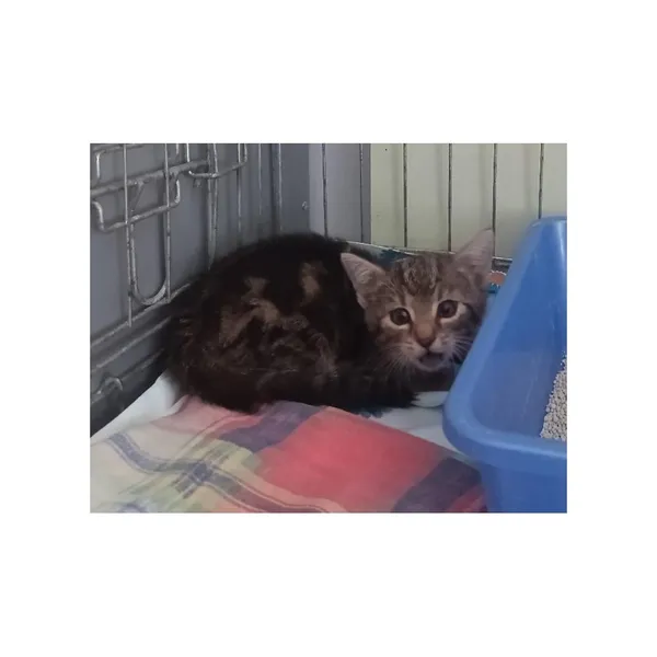 Znaleziono kota, Białystok, 1 lipca 2025