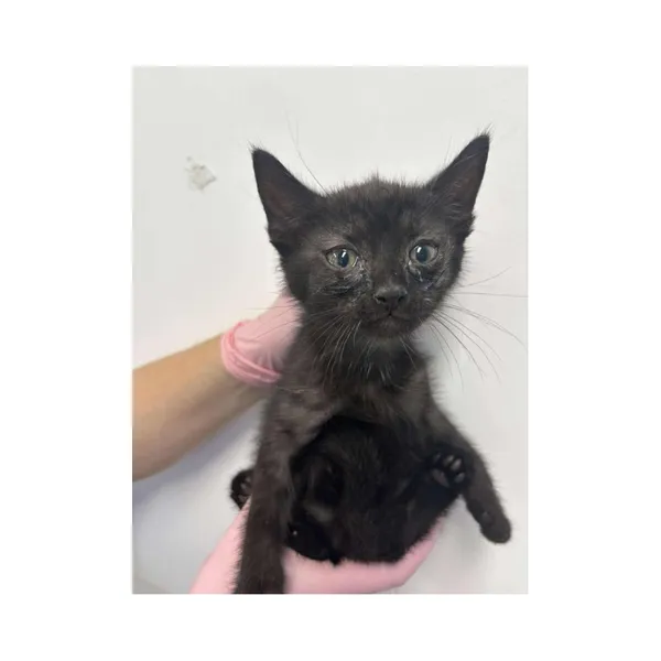 Znaleziono kota, Białystok, 2 lipca 2025