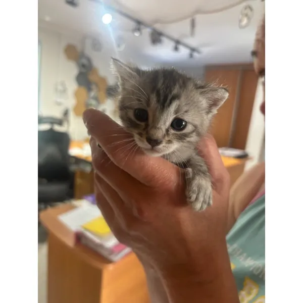 Znaleziono kota, Białystok, 25 lipca 2025