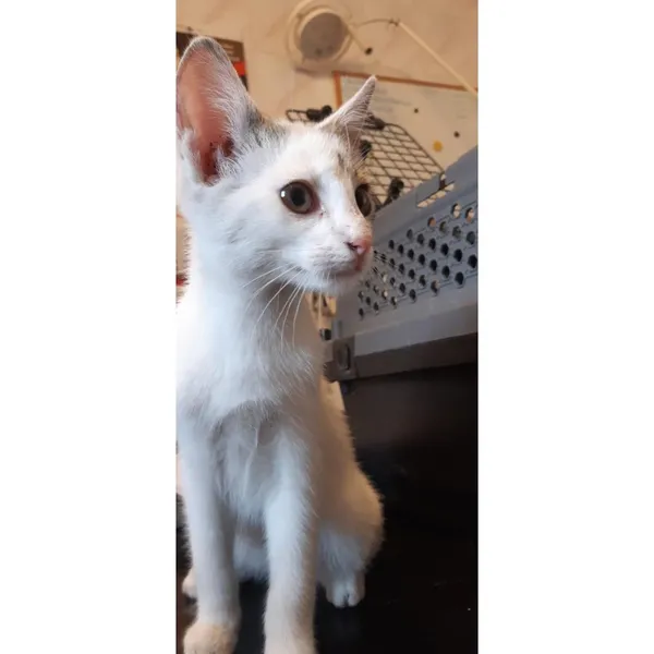 Znaleziono kota, Białystok, 14 sierpnia 2025