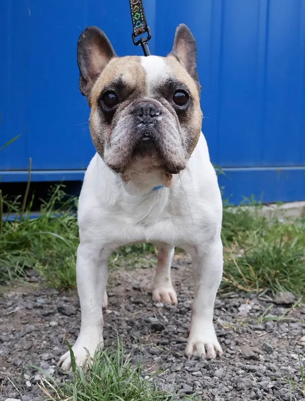 Znaleziono psa, Łódź, 18 sierpnia 2025 (1/3)